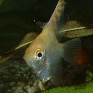 Angelfish3.JPG