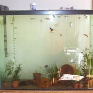 fishtank1.jpg