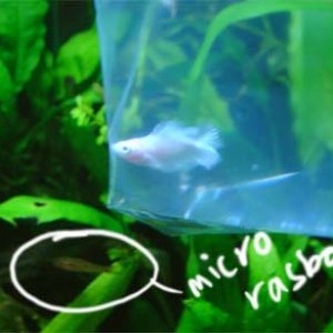 betta_white_rasbora.jpg