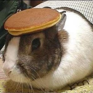 pancakebunny.jpg