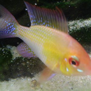 fish_002.jpg