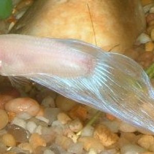 Male_Betta.JPG