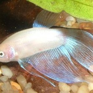 Male_Betta2.JPG