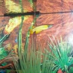 KilliFish.jpg