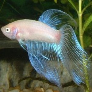 White_Betta3.JPG