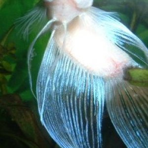 White_Betta_Close_Up.JPG