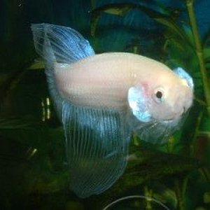 White_Betta5.JPG