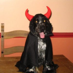 devil_dog.jpg