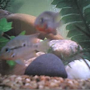 cichlids12.JPG