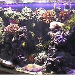 reef1_014.jpg