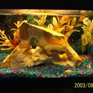 fish_tank_1.jpg