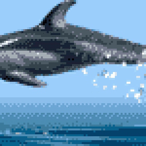 Dolphin_01.gif