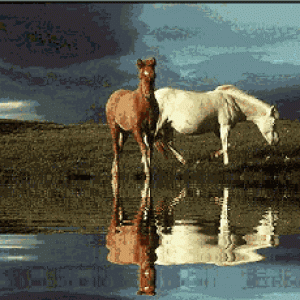 Horse_036.gif