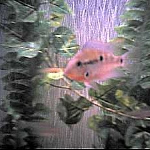 cichlid1.jpg