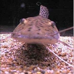 tiger_shovelnose_catfish_3.jpg