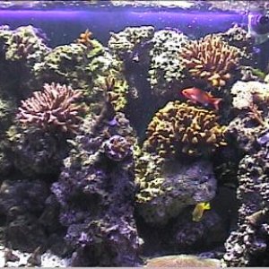 Copy_of_reef1_022.jpg