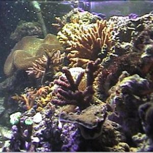 reef1_025.jpg