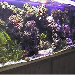 reef1_008.jpg