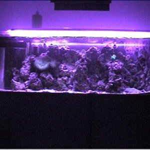 my_reef_tank_011.jpg