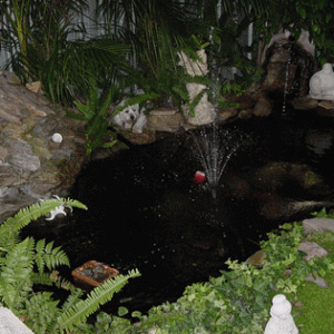 pond_pic.gif