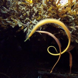 pipefish.jpg