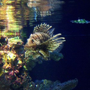 lionfish.jpg