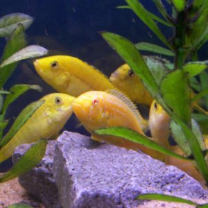 yellow_fishies.JPG