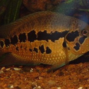 Cichlid_11.JPG