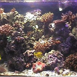 reef1_067.jpg