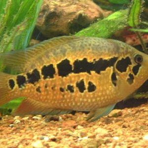 Cichlid_1.JPG