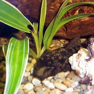 Bristlenose_Pleco_Web.jpg