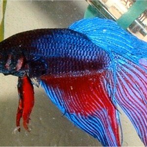 betta.JPG