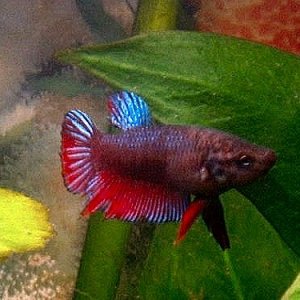 female_betta3.JPG