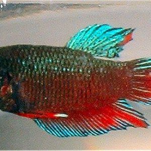 female_betta.jpg