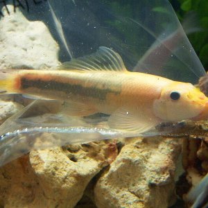 loach2.JPG