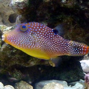 Blue_spotted_Puffer___Ginamoore.jpg