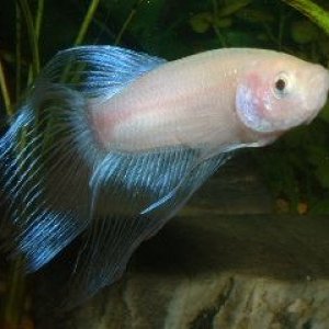 White_Betta7.JPG