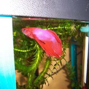 betta4.JPG