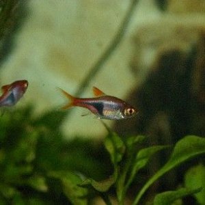 rasbora_2.jpg