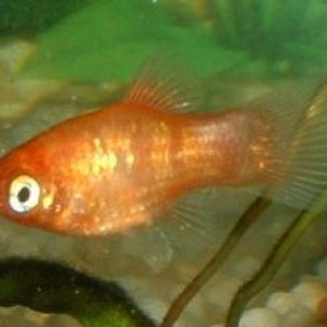 Platy_Fry2.JPG