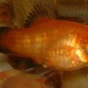 Platy_Fry6.JPG