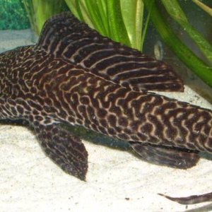 pleco.jpg