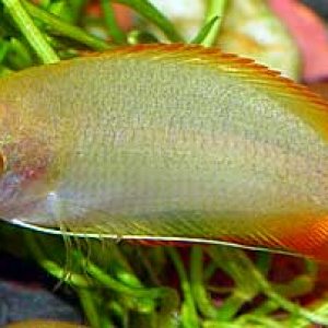 Honey_Gourami.jpg