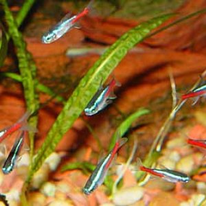 Neon_Tetras.jpg