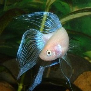 White_Betta3.JPG