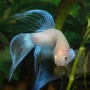 White_Betta2.JPG