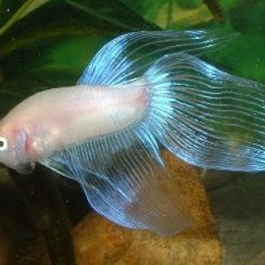 White_Betta4.JPG