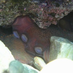 Octopus_Hiding.JPG