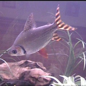 FishTank_008_0002.jpg