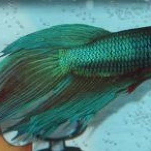 betta1.jpg